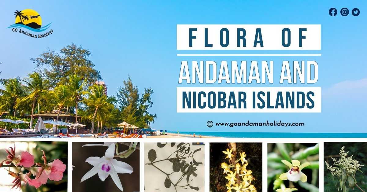 How to Explore the Flora of Andaman and Nicobar Islands